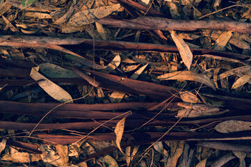 Textured Gum tree Bark euqualipt for background or screen saver