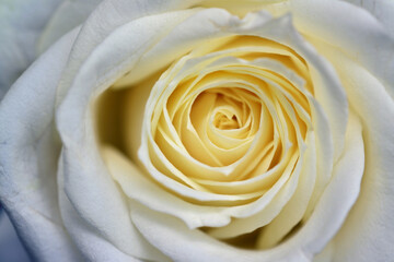 White rose - a symbol of fidelity and purity