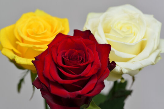 Red, yellow and white roses - bouquet