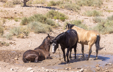 Wild Horses at a Waterhole in the Utah Desert in Summer