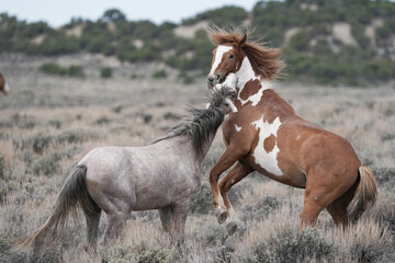Two Wild Mustang Stallions Fighting for Leadership of the herd Sand Wash Basin