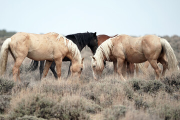 Palomino stallions in a heard of wild mustangs