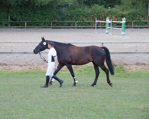 Reiter f&uuml;hrt sein Pferd vor dem Springturnier auf einer Wiese neben dem Abreiteplatz um es zu beruhigen