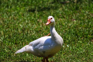 A beautiful duck walking across the lawn.
