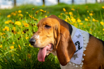 basset hound