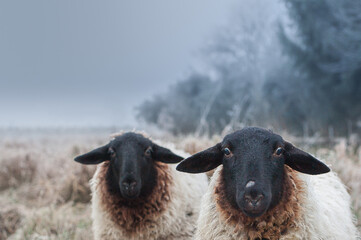 Two sheep at a freezing cold morning in Germany
