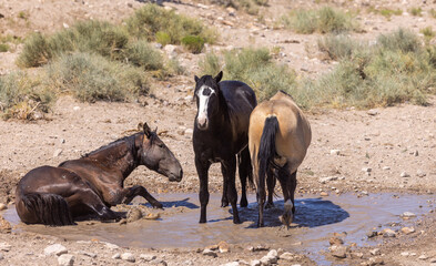 Wild Horses at a Waterhole in the Utah Desert in Summer