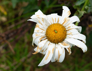 Withered flower and insect. Withered daisy flower.