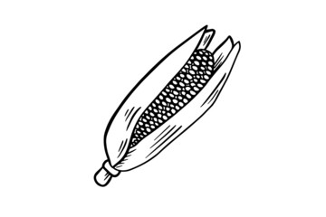 Corn drawn with a black outline. Vector graphics. Vector illustration