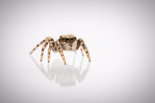 Springspinne mit Relfexion