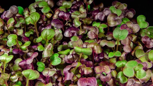 Red Radish Sango Microgreens Moving Seedling in Timelapse. Fresh Sprouts Grows Up Fast Concept