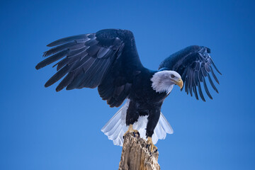 Bald Eagle (Haliaeetus leucocephalus) Perched and Ready to Fly