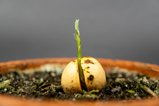 Avocado Stone" Images  Browse 292 Stock Photos, Vectors, and Video | Adobe  Stock