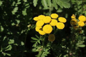 Yellow "Tansy" flowers (or Bitter Buttons, Cow Bitter, Golden Buttons, Curly Leaf Tansy) in St. Gallen, Switzerland. Its Latin name is Tanacetum Vulgare (Syn Chrysanthemum Vulgare).