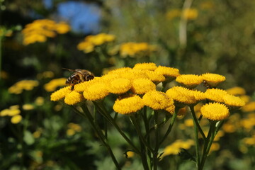 Yellow "Tansy" flowers (or Bitter Buttons, Cow Bitter, Golden Buttons, Curly Leaf Tansy) in St. Gallen, Switzerland. Its Latin name is Tanacetum Vulgare (Syn Chrysanthemum Vulgare).