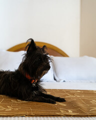 perro negro chiquito, en el interior de un hotel en Cartagena e el centro histórico de Cartagena...