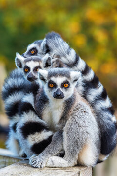 Group portrait of ring-tailed lemurs at rest