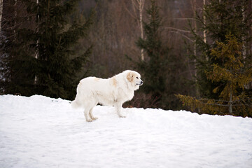 biały pies w górach - obrazy, fototapety, plakaty
