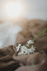 Fototapeta na wymiar narcissus, daffodil spring flower on bed sheets