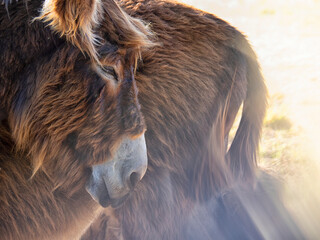 donkey. Santa Croya de Tera. Zamora