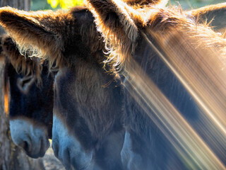 donkey. Santa Croya de Tera. Zamora