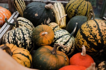 crate full of different pumpkins in a green house - Powered by Adobe