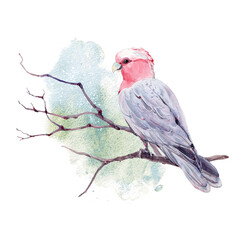 australian bird watercolor illustration. - 484725105