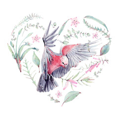 australian bird watercolor illustration.