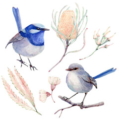 australian bird watercolor illustration. - 484725114
