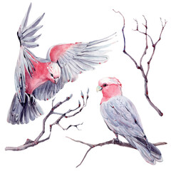 australian bird watercolor illustration. - 484725116