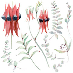 Watercolor australian flowers set in vintage style. - 484725120