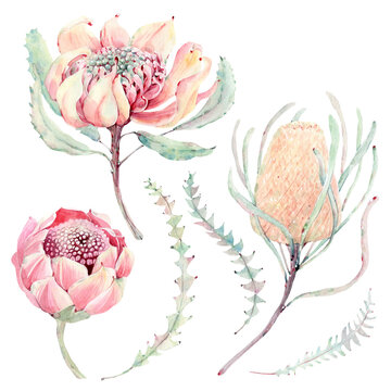 Watercolor Australian Flowers Set In Vintage Style.