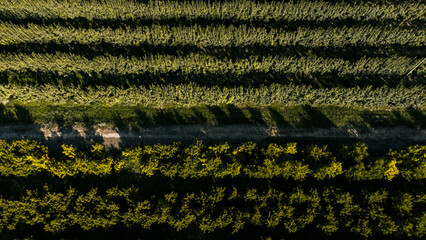 Obraz premium Aerial view of some fruit trees