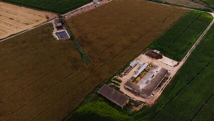 Aerial view of some cornfields next to a farm