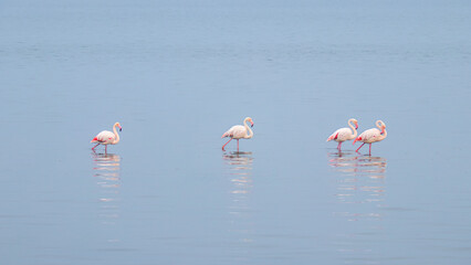 Congregation of greater flamingos ( Phoenicopterus ruber roseus) wading in the water, Walvis Bay, Namibia.