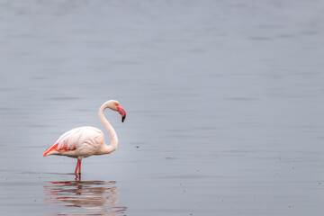 Greater Flamingo ( Phoenicopterus ruber roseus), Walvis bay, Namibia.