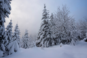 A magnificent mountain forest landscape with snow-covered trees. Tatra National Park. Poland.