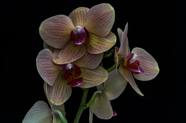 Blooming orchid flowers isolated on black background