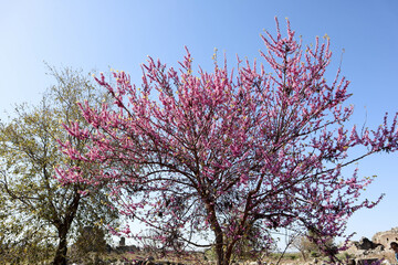 Obraz na płótnie Canvas beautiful blooming cherry with pink flowers on the ruins of ancient Aspendos in Turkey