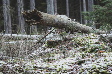 one tree trunk broken by strong winds and fallen to the ground, in a coniferous forest