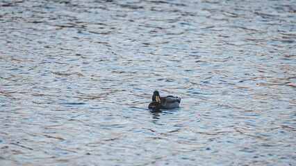 One mallard duck swimming in calm blue wavy lake water with reflection and trace