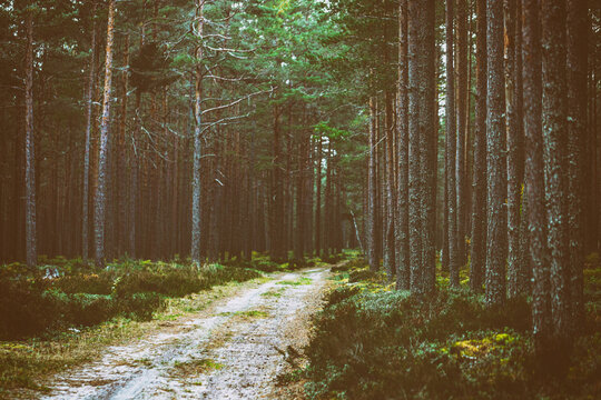road in the Pine forest, retro vintage look