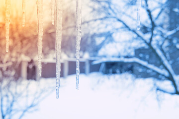 Icicles are melting on the bright sunlight in winter season. Spring coming concept.