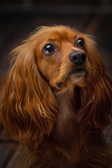 cute beautiful portrait of cocker spaniel gold puppy dog on black background