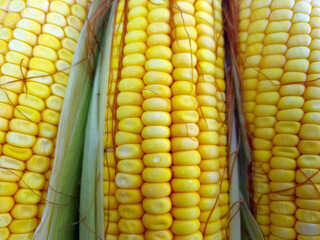 Green corn, texture background