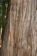 Calocedrus decurrens 