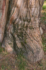 Calocedrus decurrens 