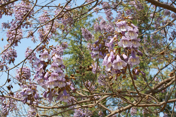 Paulownia tomentosa