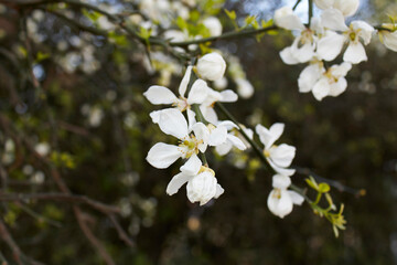 Poncirus trifoliata shrub in bloom