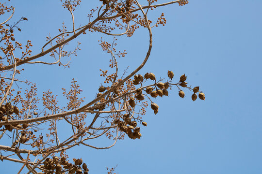 Paulownia tomentosa branch close up 
